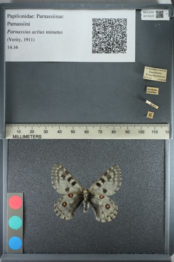 Media type: image;   Entomology 174570